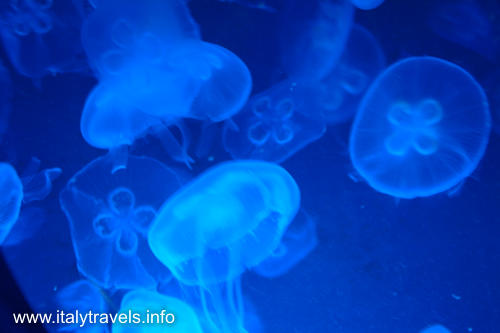 Aquarium Genua - Genua