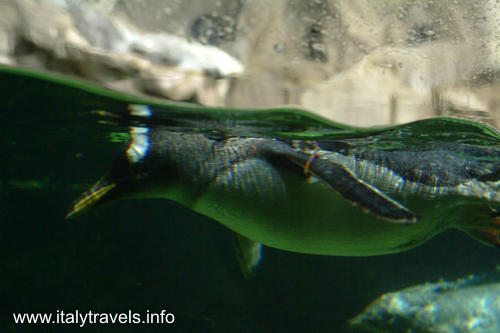 Aquarium Genua - Genua